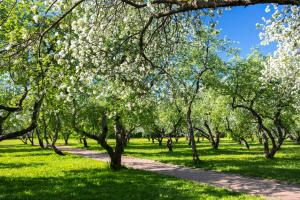 CÔNG VIÊN KOLOMENSKOYE